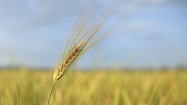 ...wenn das Weizenkorn nicht stirbt.