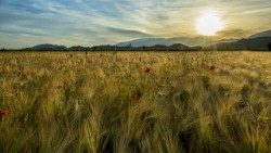 Evangeljska prilika o ljuljki in pšenici je v središču današnjega evangelija. 