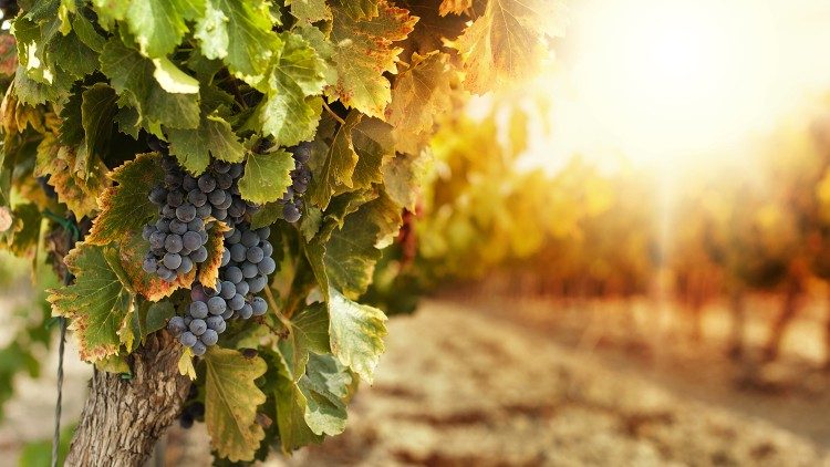 Tafakari Neno la Mungu Dominika ya Tano ya Kipindi cha Pasaka Mwaka B wa Kanisa: Kristo Yesu ndiye Mzabibu wa kweli.