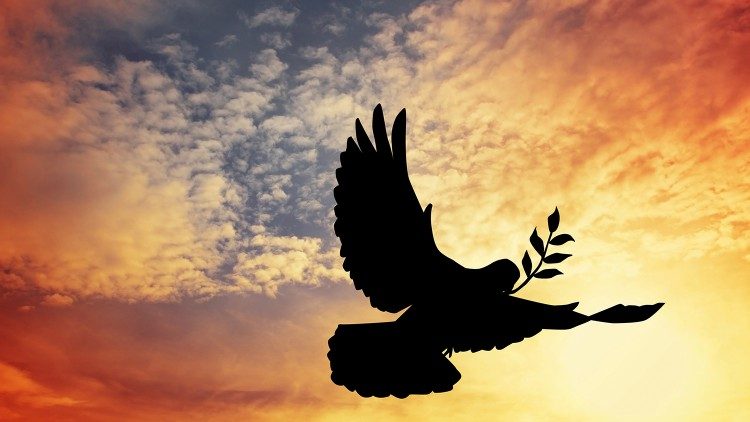 Paz - pomba