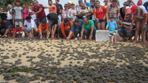 Il rilascio di piccoli cheloniani a Terra Santa, in Pará 
