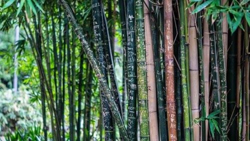 Nicht die starre Eiche, sondern biegsame Bambusstäbe - hier im Verbund als lichter Wald - können als ein Sinnbild der Resilienz gelten