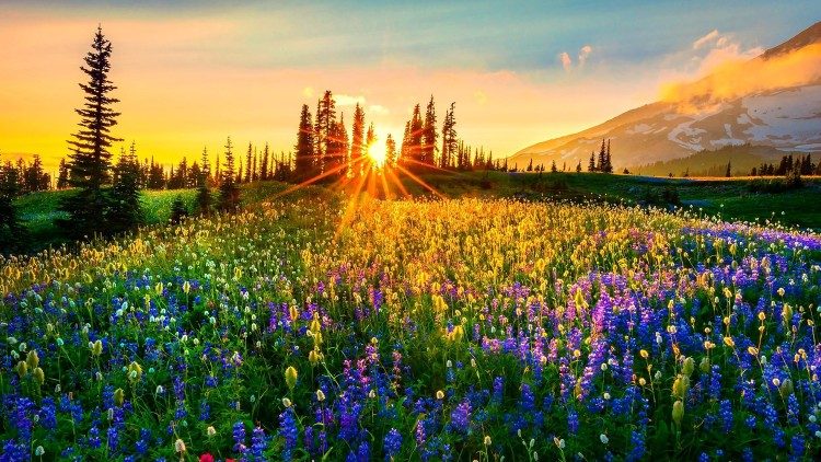 2022.08.04 prato, fiori, estate, sole