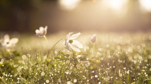 ”Frön av fred och hopp": Tema för 2025 års världsböndag för skapelsen