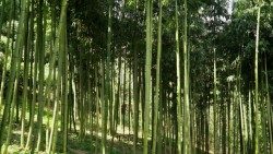 Una foresta di Bambù gigante