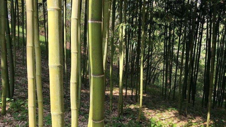 Cañas de bambú maduras, listas para su elaboración