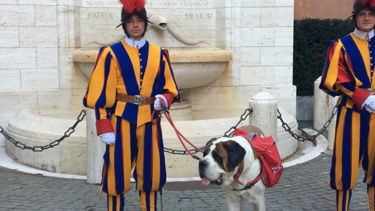 Archivbild: ein Bernhardinerhund zu Besuch bei der Schweizergarde