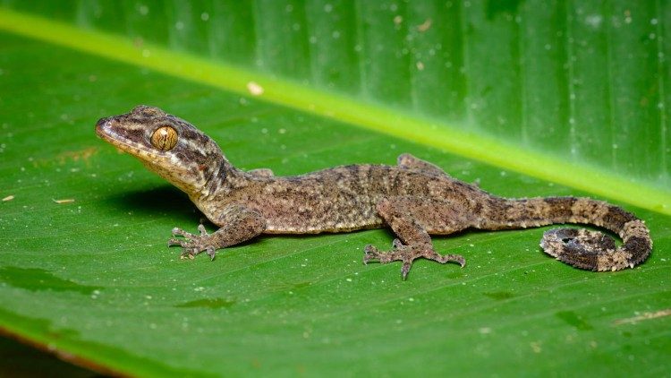 The Thailand bent-toed gecko found in the Tenasserim Mountains. (Thai National Parks / Creative Commons)