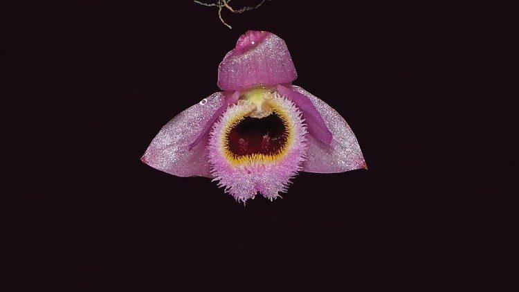 The Dendrobium fuscifaucium – an orchid species that resemble the “Mah na mah na” muppets. (Keooudone Souvannakhoummane)