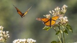 A pair of monarch butterflies   