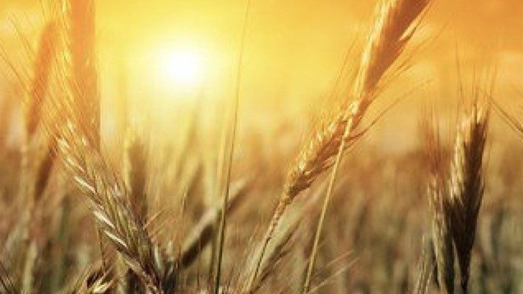 Acheni magugu na ngano vikue pamoja.