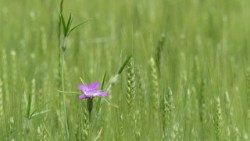 காட்டுப்புல்லின் அழகு