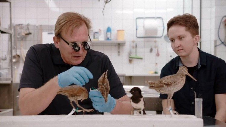 Unser Filmtipp: Die toten Vögel sind oben