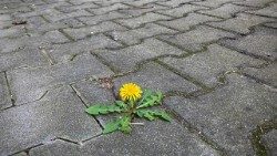 «Livet spirer fram, selv på de mest uventede steder»