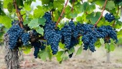 „Ja jestem prawdziwym krzewem winnym” (J 15, 1)