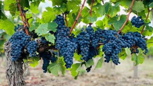 Ks. Węgrzyniak: trwać w Chrystusie - to nasze zadanie