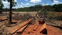 La Ley forestal favorece la economía ilegal y arriesga conservación de la Amazonía peruana