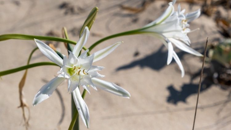 Jan Paweł II wskazywał na wytchnienie, jakiego człowiek może zażywać na plaży podczas wypoczynku
