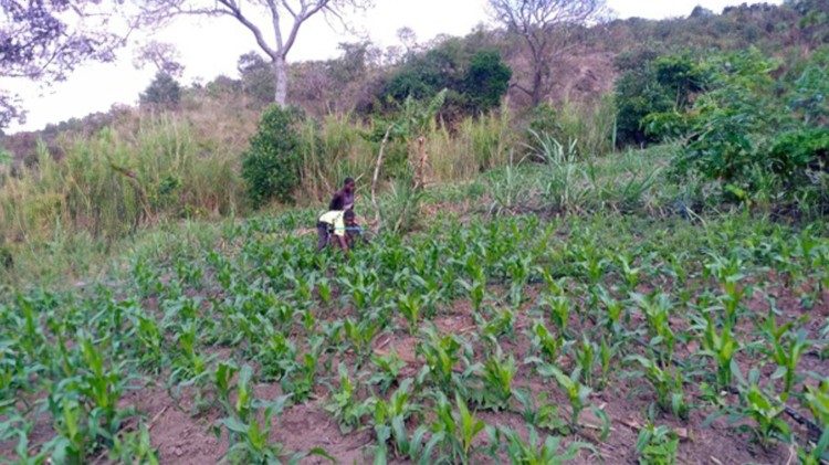 I beneficiari delle luci solari hanno risparmiato il denaro per acquistare pompe dell'acqua per l'irrigazione. Ora sono in grado di piantare mais quasi tre volte l'anno.