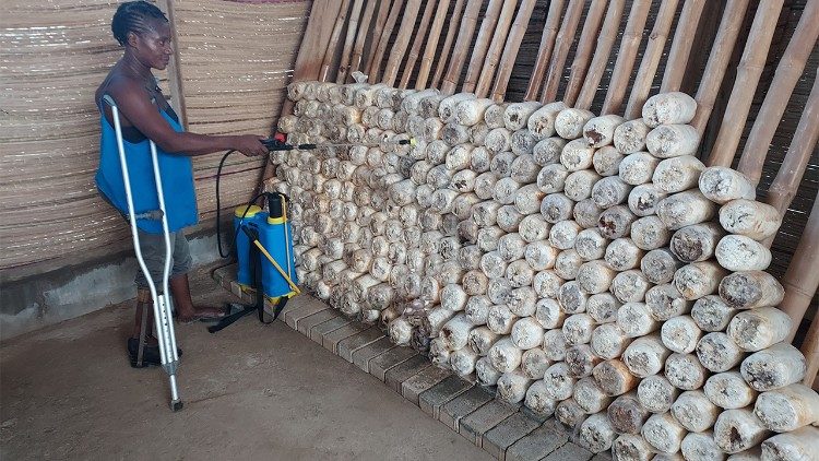 Watering the growing mushroom substrate