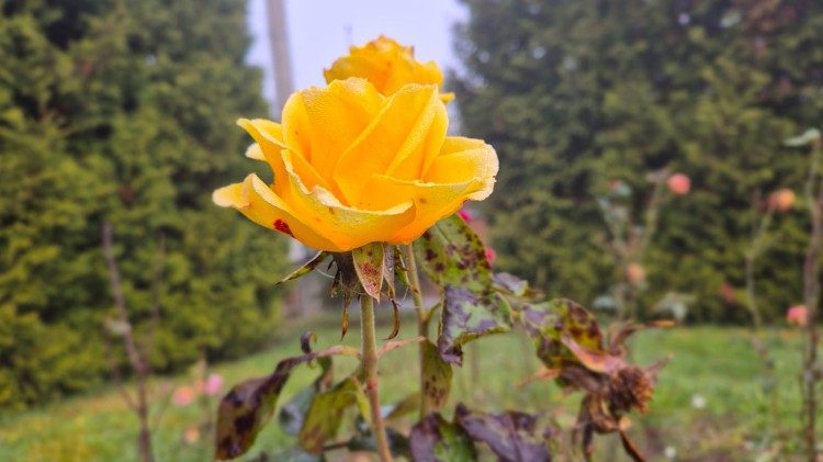 Sárgarózsa (Fotó: Ft. Fülöp Zsombor)