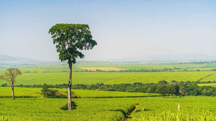 அழகிய இயற்கைக் காட்சி    