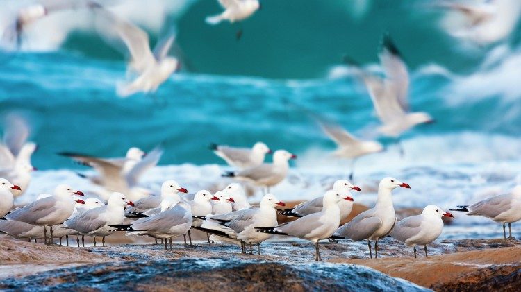 Esemplari di Gabbiano Corso (Latus audouinii) fotografati in Puglia, ©UgoMellone