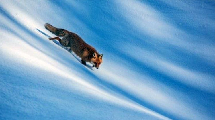 Una volpe rossa (Vulpes vulpes) fotografata in Molise ©Bruno D’Amicis
