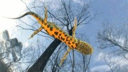 Un tritone crestato italiano (Triturus carnifex) fotografato in Lombardia, ©MarcoColombo