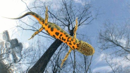 Un tritone crestato italiano (Triturus carnifex) fotografato in Lombardia, ©MarcoColombo