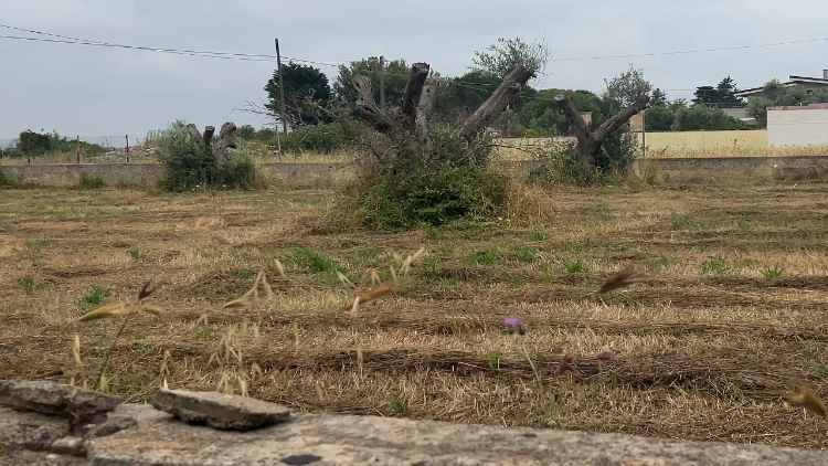 Gli ulivi devastati dalla Xylella