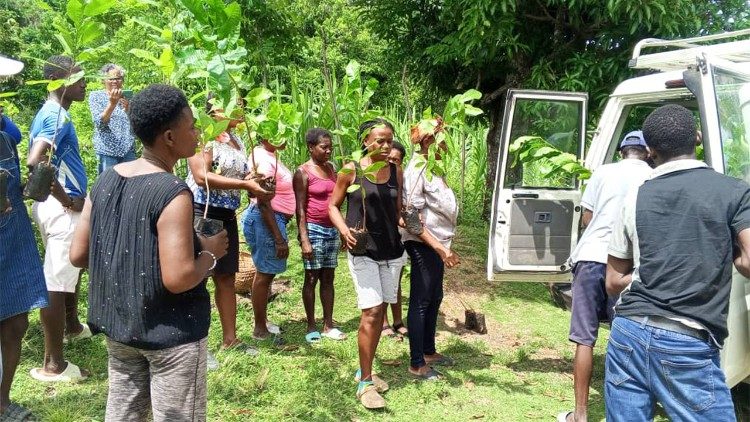 Distribution de plantes pour la production agricole. 