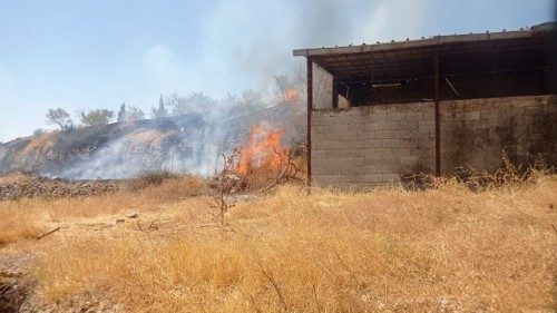 Maigre récolte à Taybeh, encore victime d'attaques de colons