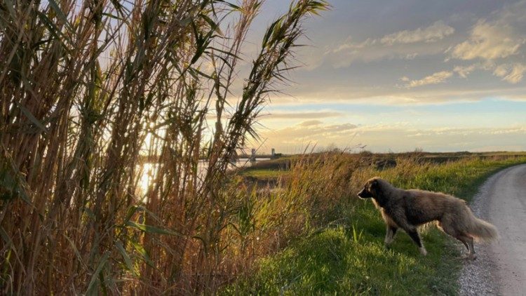 Il Cammino lungo il Reno, con il cane