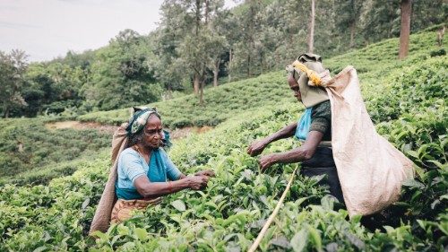 Misereor-Fastenaktion Sri Lanka: Gemeinsam die Zukunft meistern