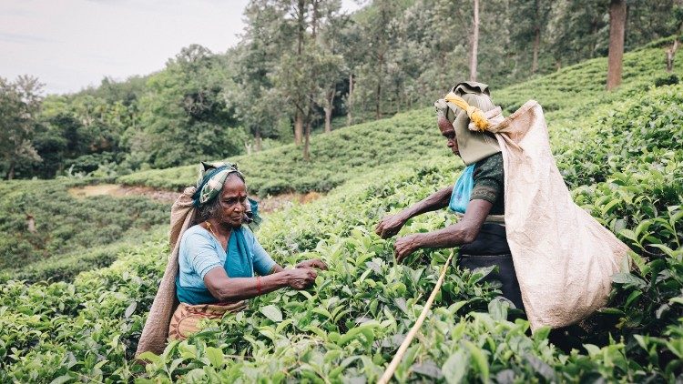 Pflückerinnen auf der Teeplantage Dammaria nahe Passara: Die Frauen arbeiten unter schwierigen Bedingungen an steilen Hängen und werden nur gering entlohnt. (c) Kathrin Harms | Misereor