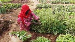 Une réfugiée soudanaise dans un des jardins potagers, mis en place par le vicariat apostolique de Mongo. (Crédit Photos: Caritas Mongo)