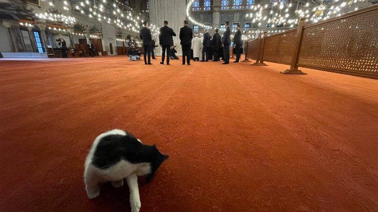 Auch eine Katze verfolgte den Besuch des Papstes in der Moschee (Foto Christine Seuss)