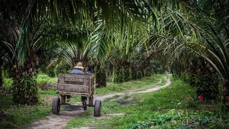 From the Brazilian Amazon to the valleys of Andhra Pradesh; from the Zambian plains to the villages of Sri Lanka, farmers and foresters are using groundbreaking agroecological innovations to regeenrate the soil