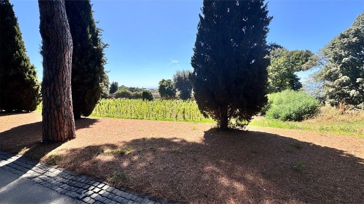 Panoramica de los viñedos