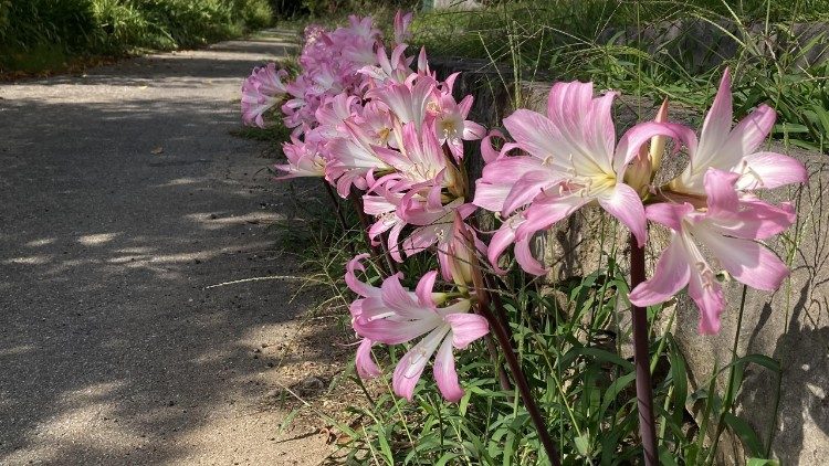 Popri ceste (foto Jozef Bartkovjak, SJ)