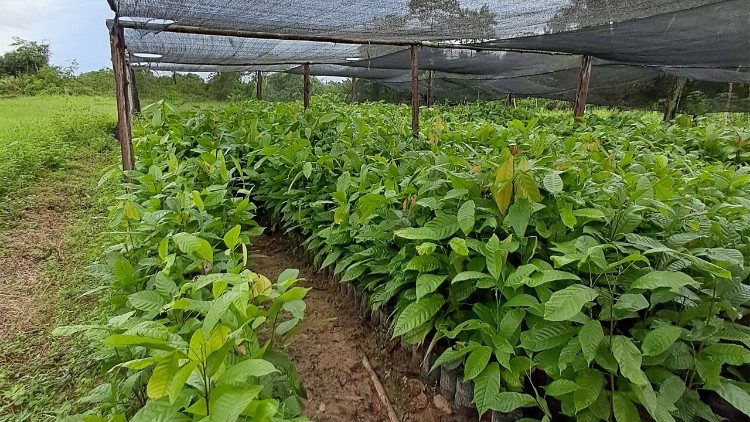 Piantine di cacao amazzonico nello Stato del Pará, nel nord del Brasile