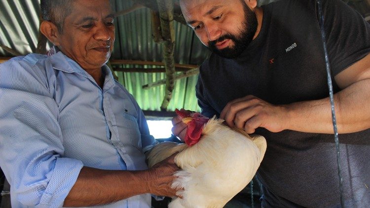 Um t&eacute;cnico verifica a sa&uacute;de de uma das galinhas poedeiras entregues ao produtor, como parte das visitas peri&oacute;dicas de monitoramento veterin&aacute;rio, integrantes da iniciativa Progettomondo em Honduras.