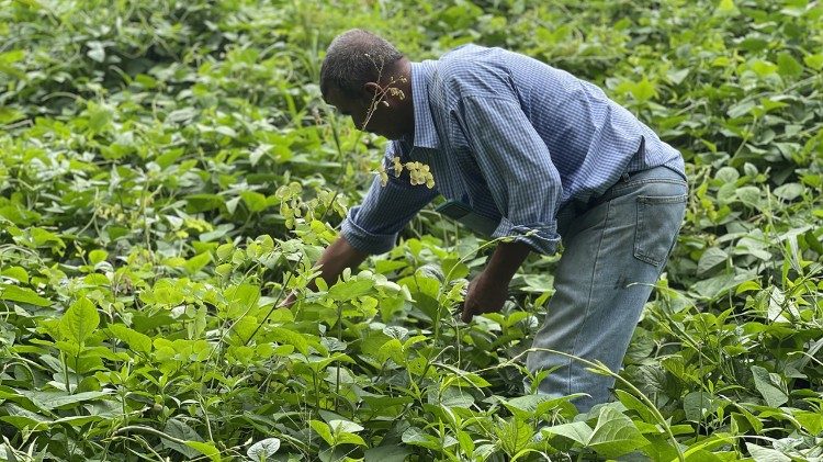 Colheita de feij&atilde;o no departamento de Choluteca