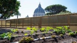 A horta dos Jardins Vaticanos: 400 metros quadrados cultivados segundo critérios orgânicos