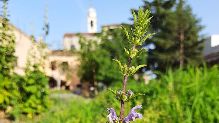 Giardino Mistico dei Carmelitani Scalzi, 2025, Photo: Ermanno Barucco; Courtesy Provincia veneta dell’Ordine dei Carmelitani Scalzi 