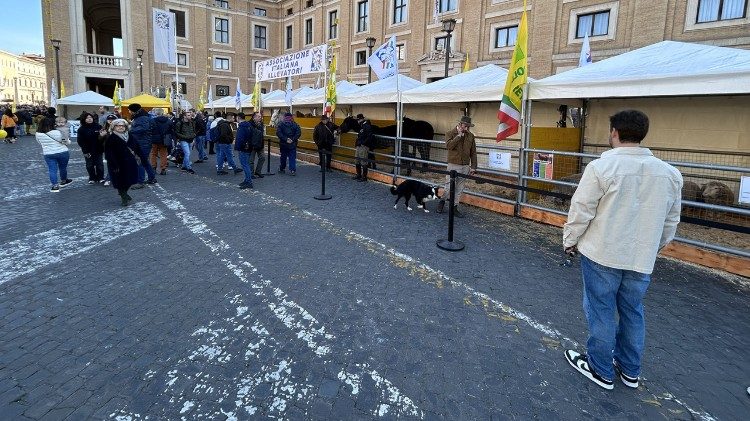 Las jaulas de los animales instaladas en la plaza P&iacute;o XII para la bendici&oacute;n con motivo de la memoria lit&uacute;rgica de San Antonio Abad