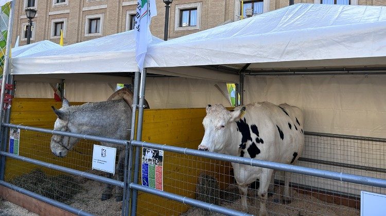 Una vaca de una granja de Maccarese, cerca de Fiumicino.