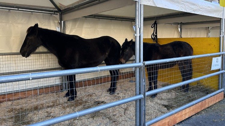  Dos ejemplares de caballo romano de la zona de la Maremma de Lacio.