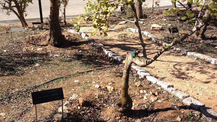 Albero e targa dedicate a don Gaetano Tantalo